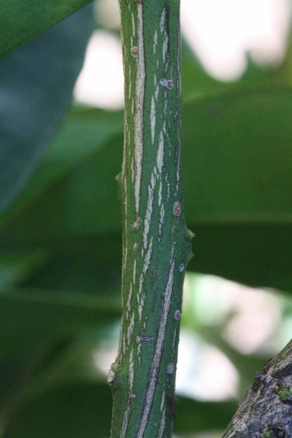              Second - third year twig (Riverside, CA)       